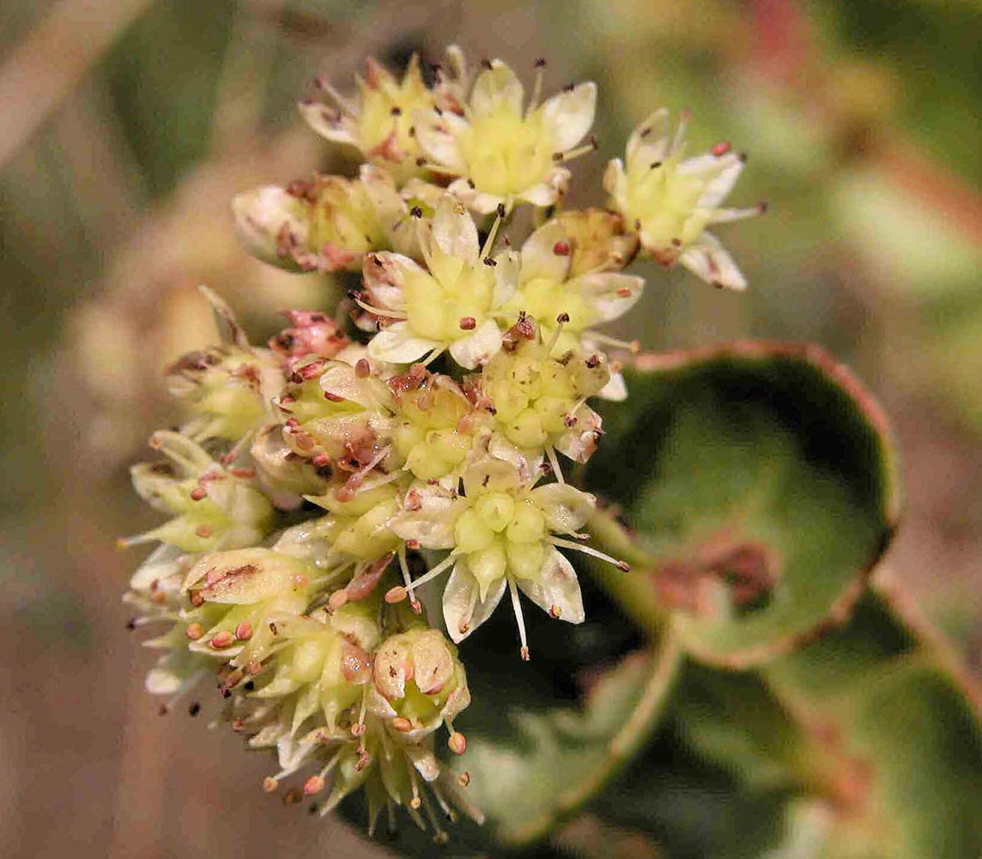 Orpine, (Large) flower